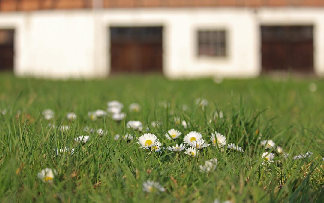 The Cost of Waiting: What Happens When Lawn Care Starts Too Late
