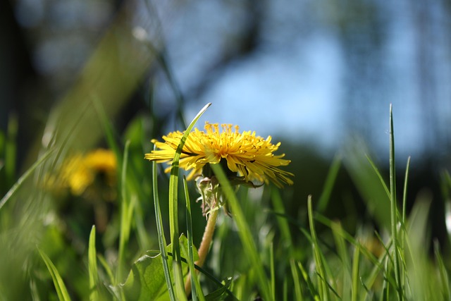 dandelion