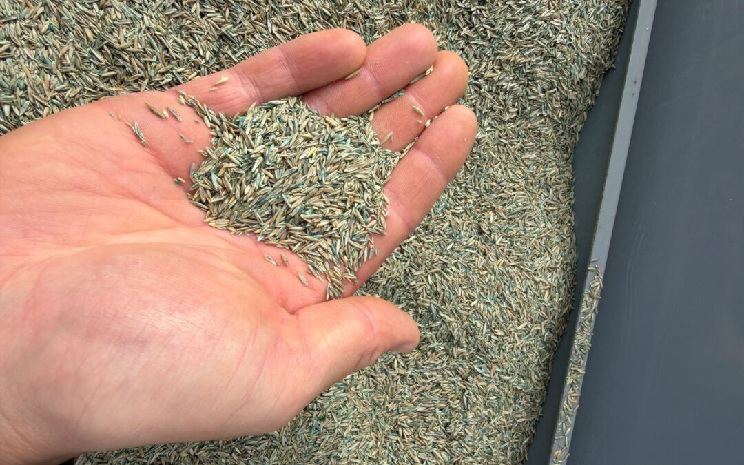 grass seed