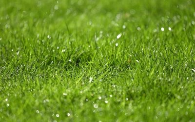 WHAT ARE THE BENEFITS OF WETTING AGENTS TO YOUR LAWN?