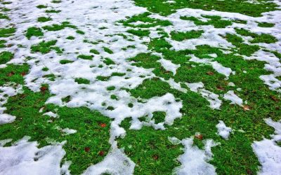WHAT TO CONSIDER FOR SPRING CLEANUP IN YOUR MAINE YARD