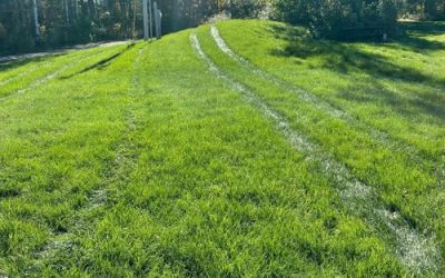 DIY VS. PRO LAWN CARE: WHAT’S THE DIFFERENCE?