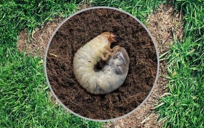 WHITE GRUBS AND YOUR LAWN