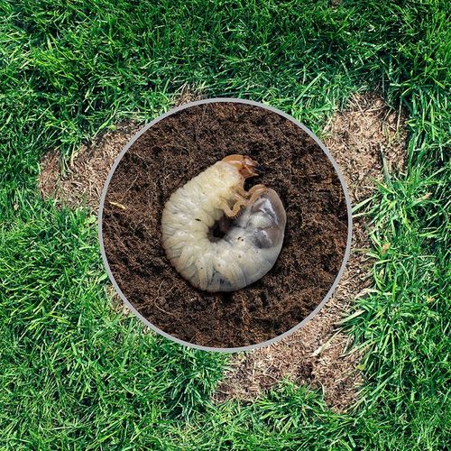 WHITE GRUBS AND YOUR LAWN
