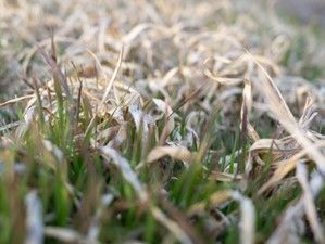 WHAT IS WINTER KILL, AND HOW DO I PREVENT IT IN MY MAINE LAWN?