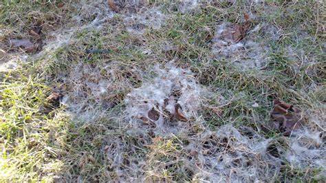 grey snow mold