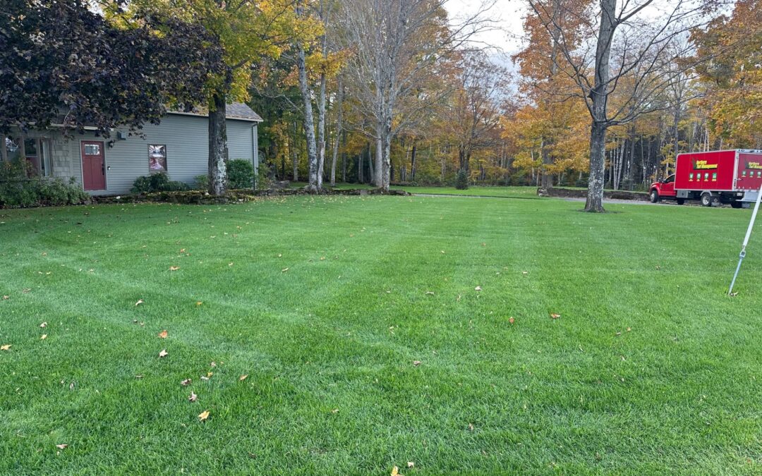 What Does My Lawn Need to Thrive?
