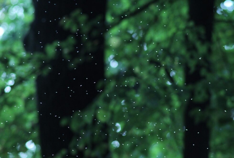 Effective Pest Control How to Create a Mosquito and TickFree Zone in