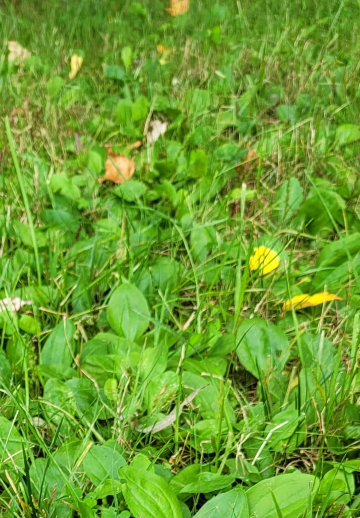broadleaf plantain