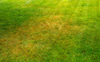 Late Summer Rescue: Reviving Your Lawn After Dry Spells