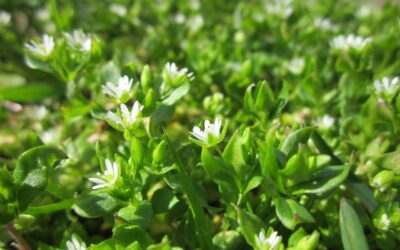 Late Season Weed Control: Taking Down Tough Invaders Before They Go to Seed