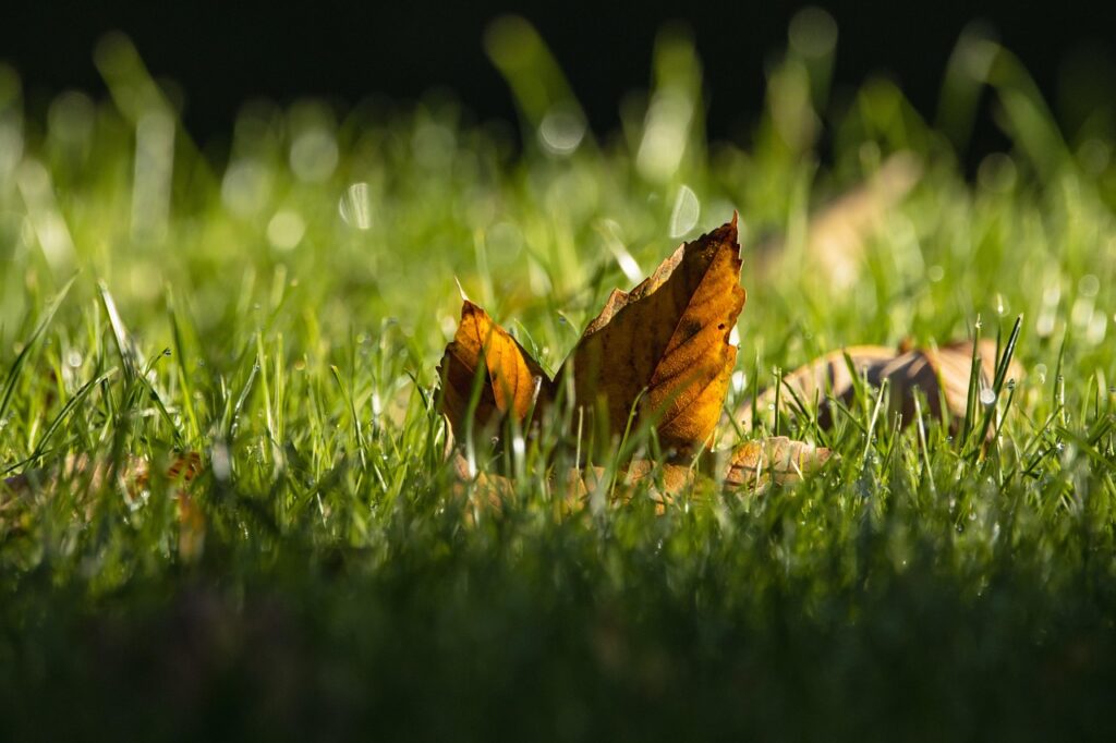 fall lawn fertilization