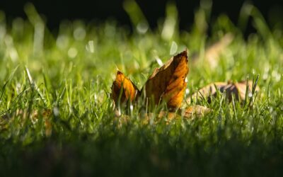 Fall Lawn Fertilization for Color and Strength: What (& When) to Feed for a Thriving Spring