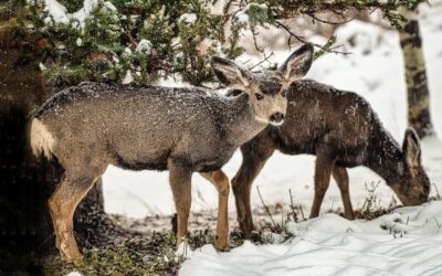 Protecting Your Landscape This Winter: The Importance of Deer Repellent and Anti-Desiccant Treatments