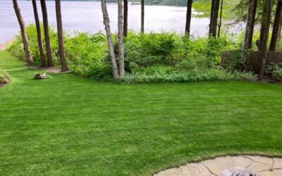 New Year, New Lawn Goals: What to Expect From a Lawn Care Program