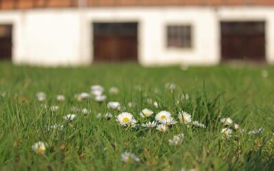 The Cost of Waiting: What Happens When Lawn Care Starts Too Late