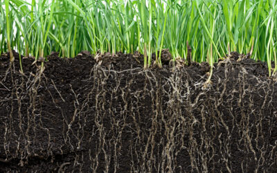Soil Temperature vs. Air Temperature: What Actually Triggers Lawn Growth in Maine?
