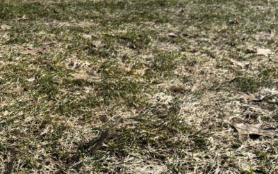 Why Your Lawn Looks Patchy After Snow Melt (And What It Really Means)