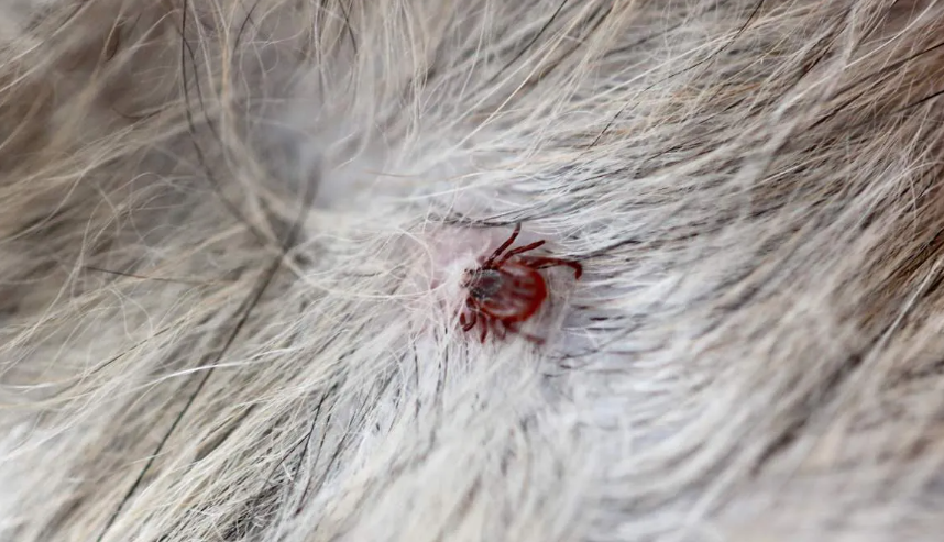 dog with tick