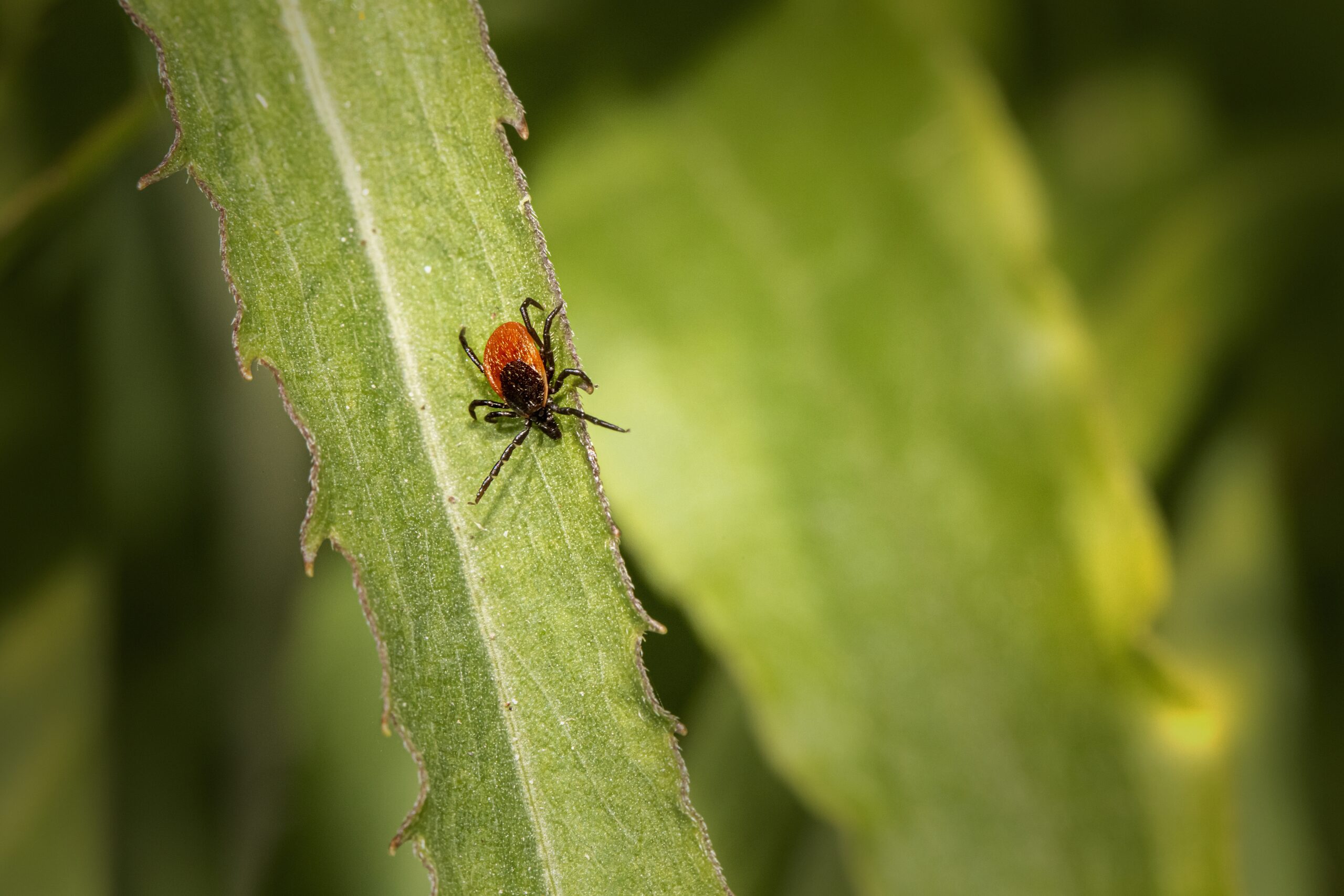 ticks in Northern Maine