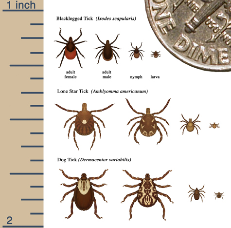 tick sizing ID