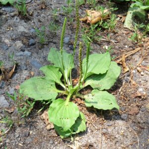 plantain