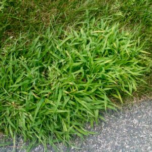 crabgrass