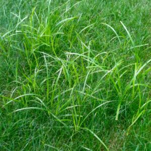 yellow nutsedge