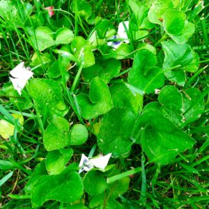 wild violet