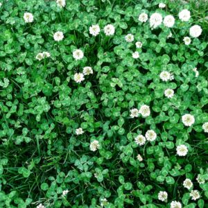 clover