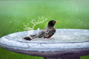 empty bird bath