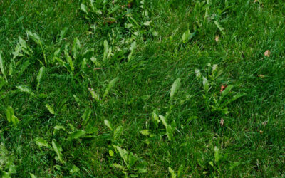 What Is Growing in My Lawn? Identifying Common Summer Weeds