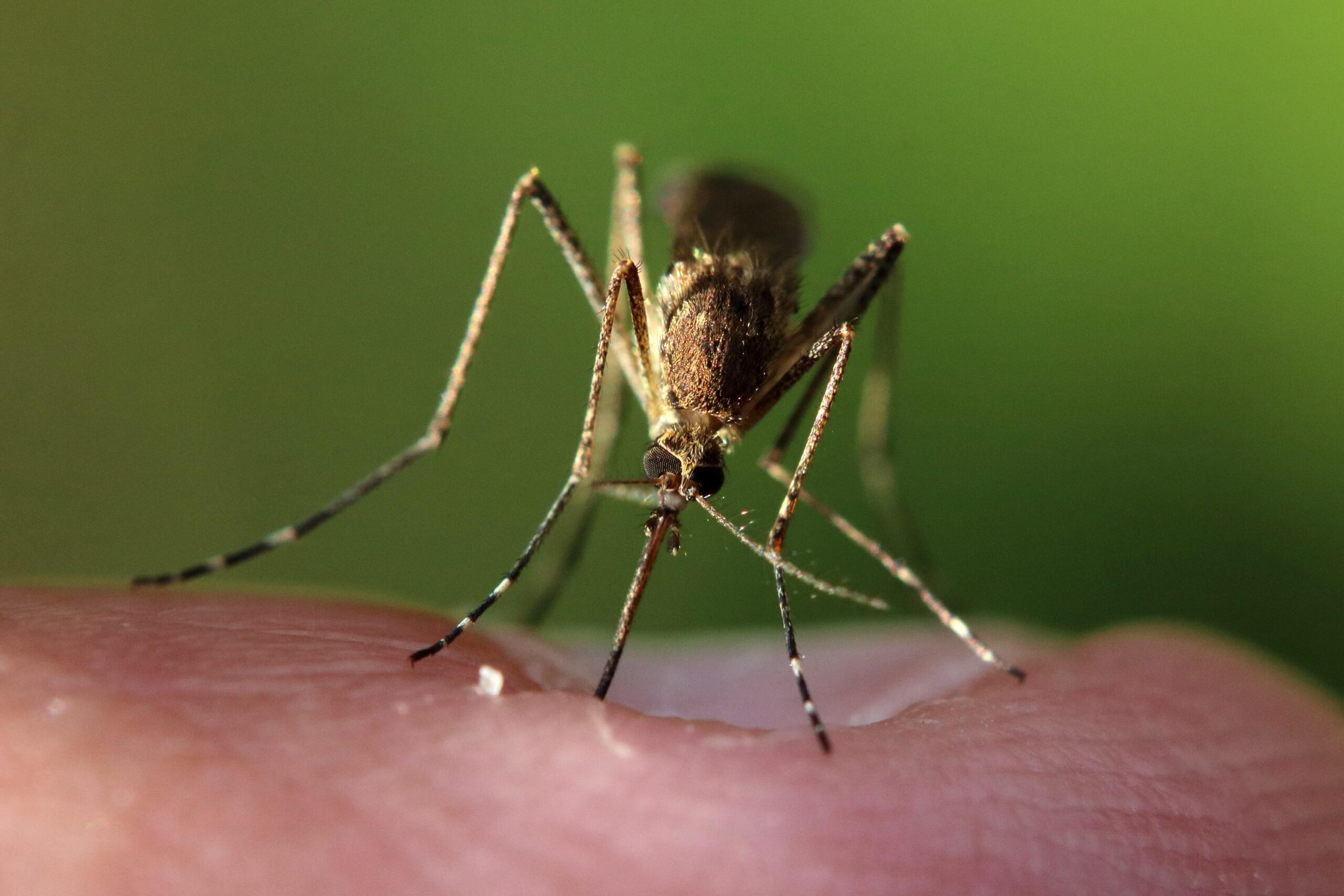 Why Mosquitoes Seem Worse After Rainy Springs in Maine