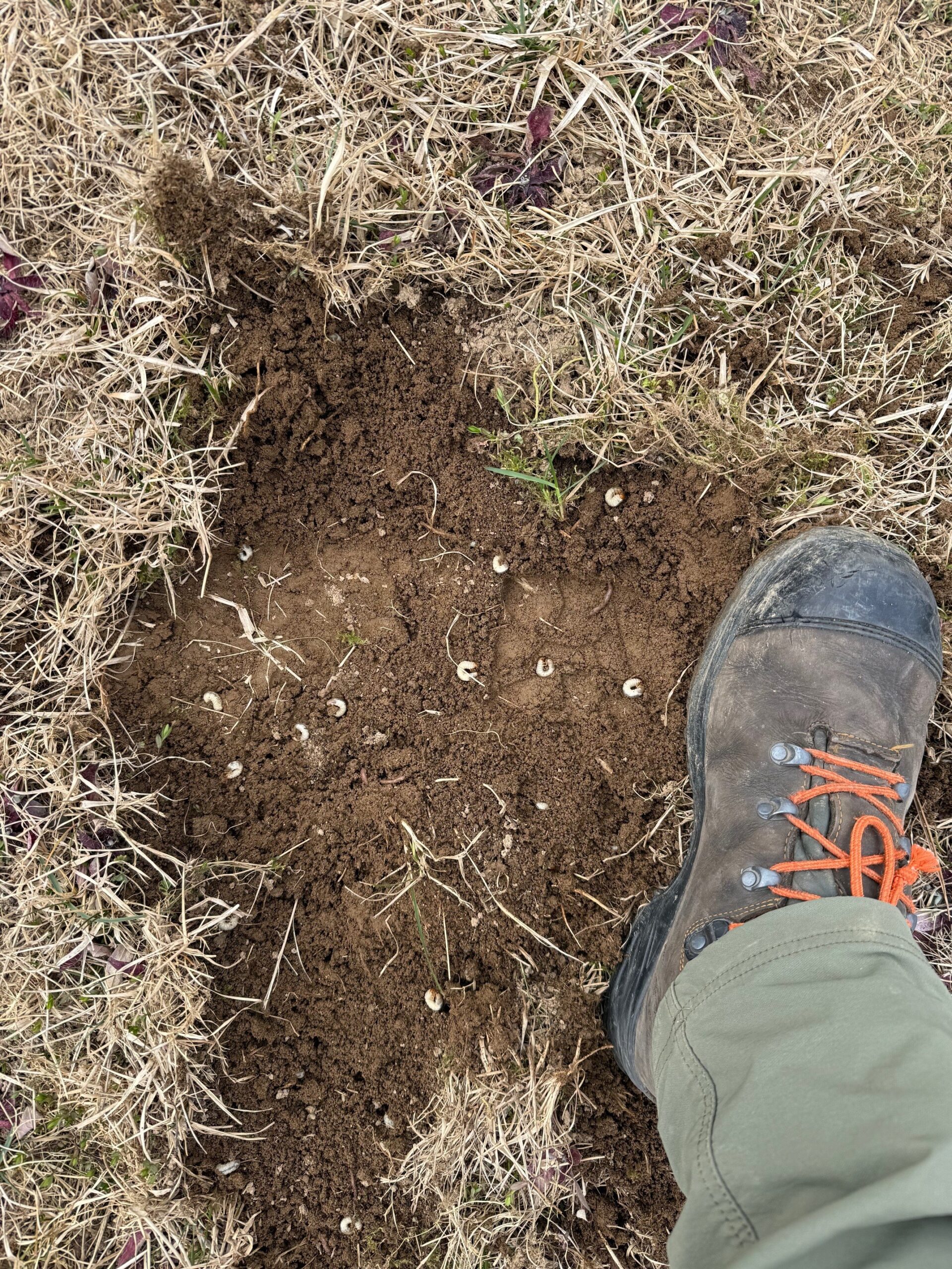 grub damage