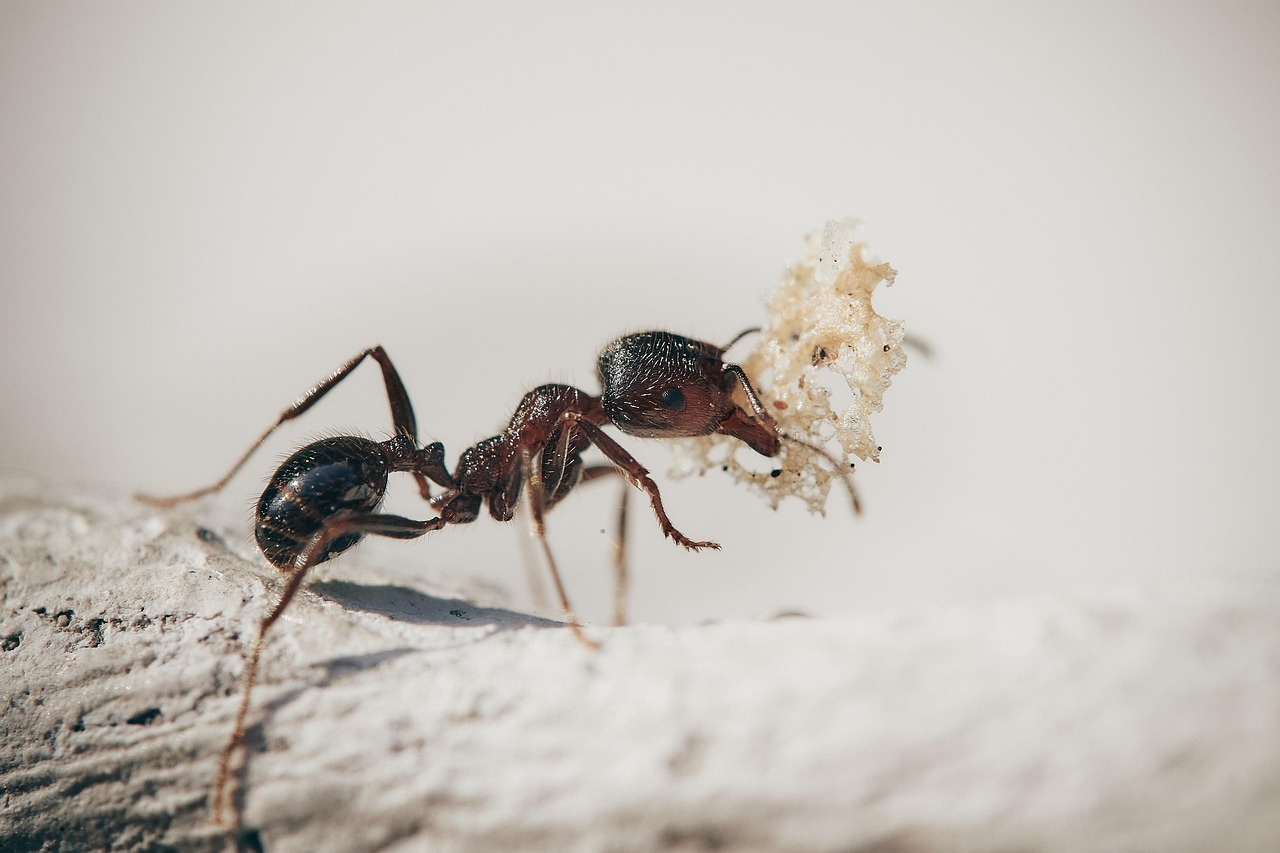 Ant carrying a crumb of food.
