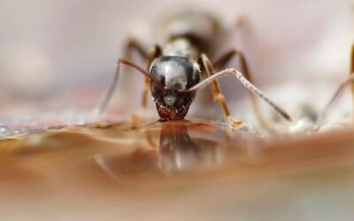 Why Are Ants Suddenly Invading My Home This Summer?