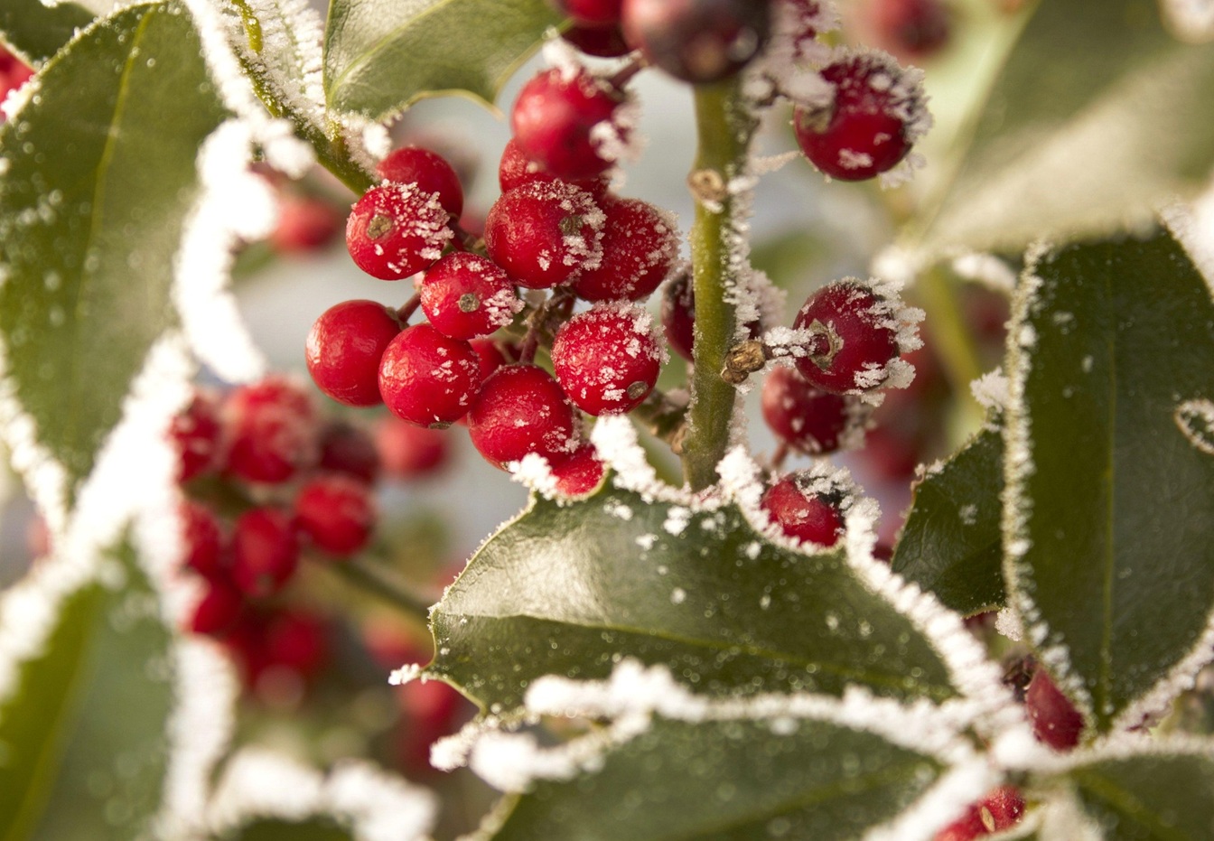 holly shrub in winter