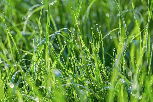 fall lawn care preparation