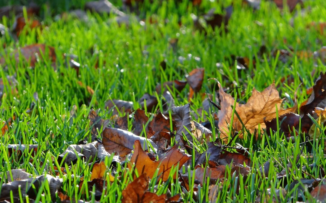 fall fertilization