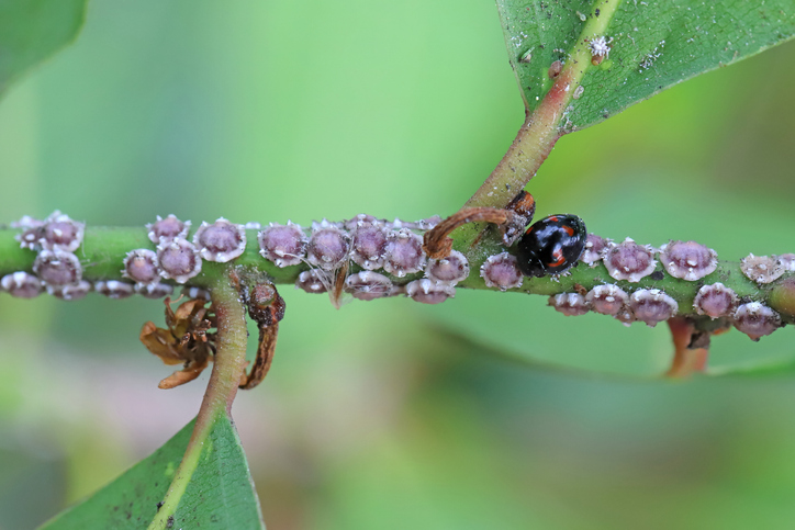 Fig wax scale Ceroplastes rusci on  bay laurel (Laurus nobilis) shrub and their natural enemy the ladybird Exochomus quadripustulatus.